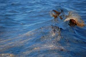 oil in the wake of a boat in the Gulf of Mexico