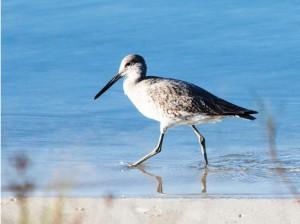 A beach combing bird runs along the water's edge.