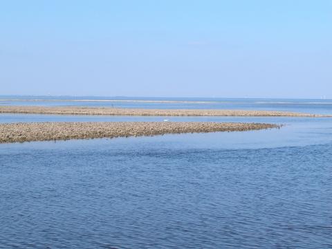 oyster cultch