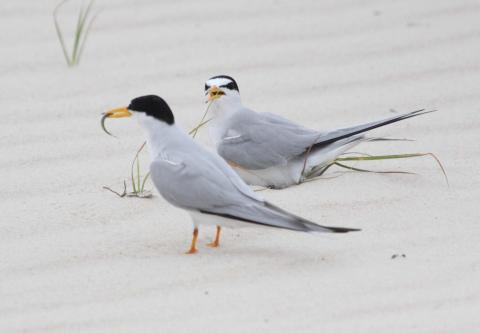 Two birds on the beach