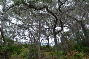 Moss in trees