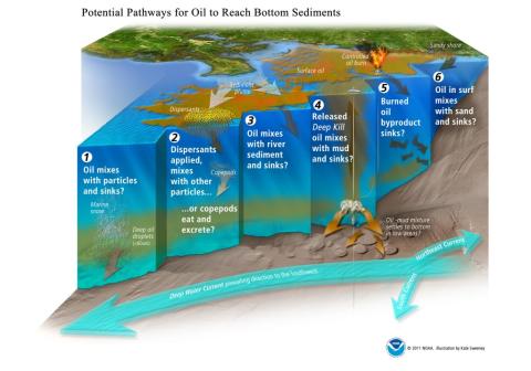 Pathways for oil to reach bottom sediments