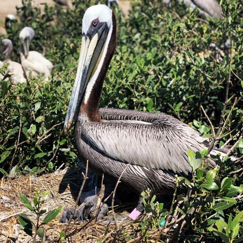 A04 is the first confirmed pelican on Queen Bess Island that experienced the Deepwater Horizon oil spill.