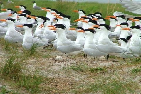 A flock of colorful royal terns congregating in grassy dune habitat on a barrier island in the Gulf of Mexico.