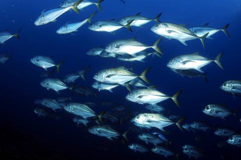 A school of Horse-eye jacks in Flower Garden Banks National Marine Sanctuary in the Gulf of Mexico. 