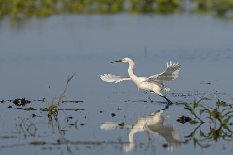 Snowy egret starts its flight above Gulf of Mexico Waters. FWC photo by Andy Wraithmell