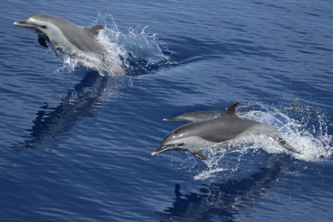 three spotted pantropical dolphins jump out of the water while swimming 