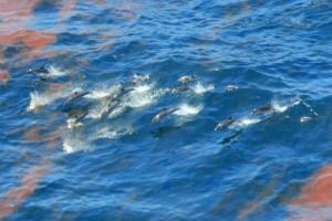 Dolphins swim through water with oil on the surface.