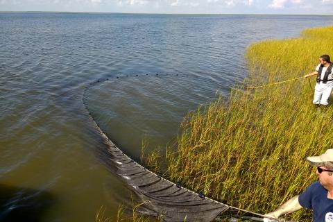 Researchers pull in a seine (net) off the edge of a marsh.