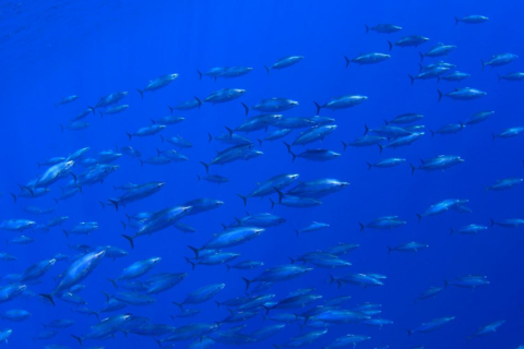 a school of small tuna fish are pictured in blue water 