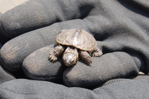 A young diamondback terrapin before being released on Chenier Ronquille Barrier Island, LA.