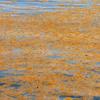 Sargassum